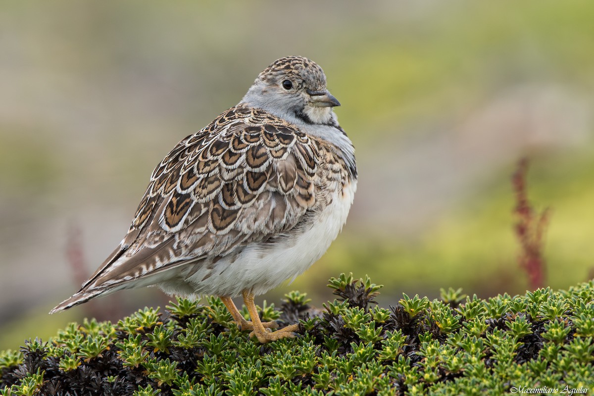 Least Seedsnipe - ML646996885