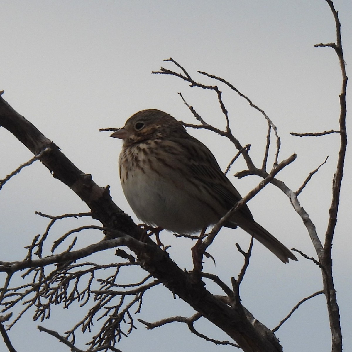 Vesper Sparrow - ML646996895