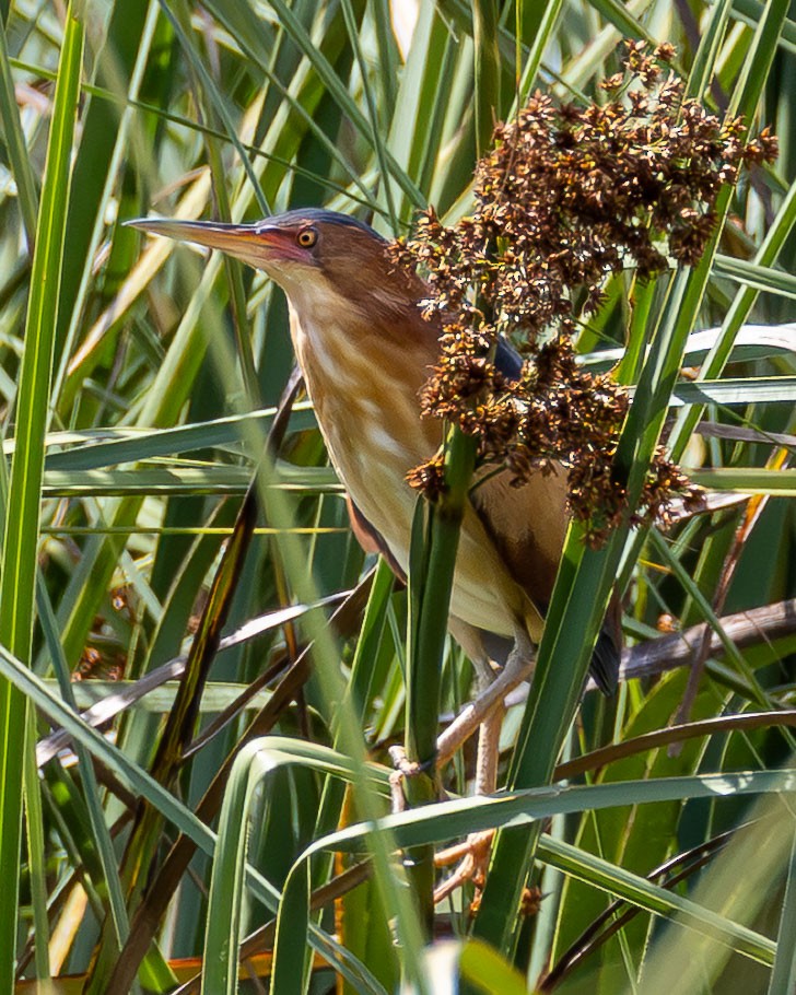 Petit Blongios - ML646996898