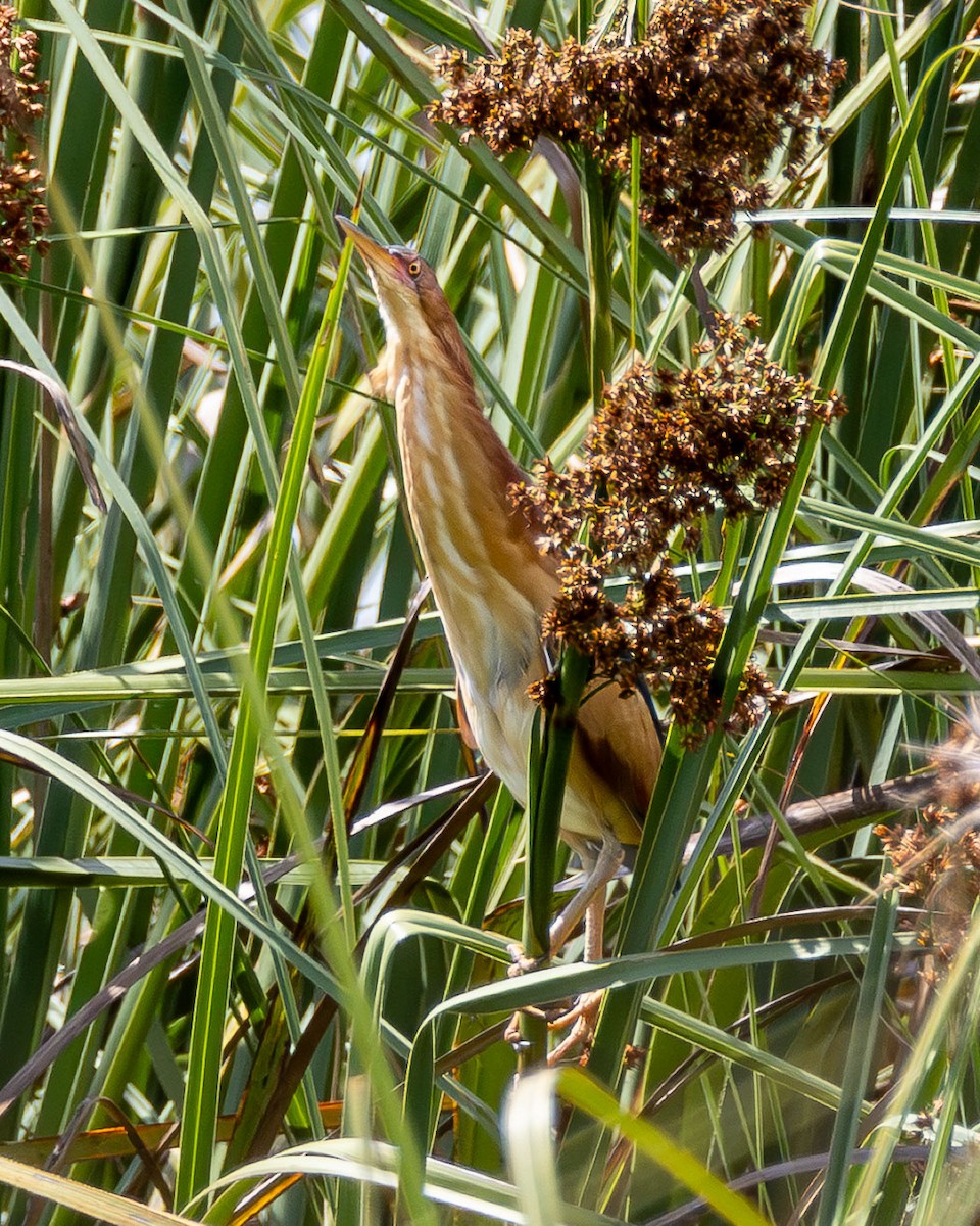 Petit Blongios - ML646996899