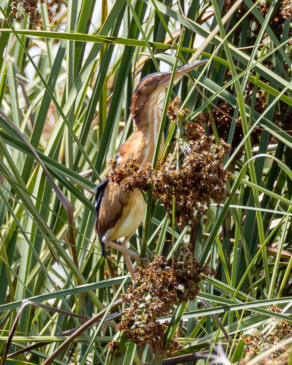 Petit Blongios - ML646996900