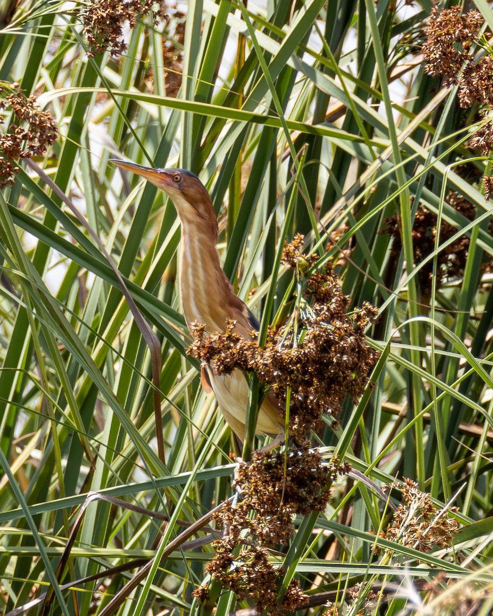 Petit Blongios - ML646996903