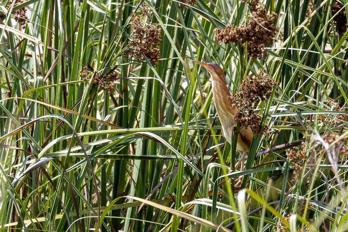 Petit Blongios - ML646996904