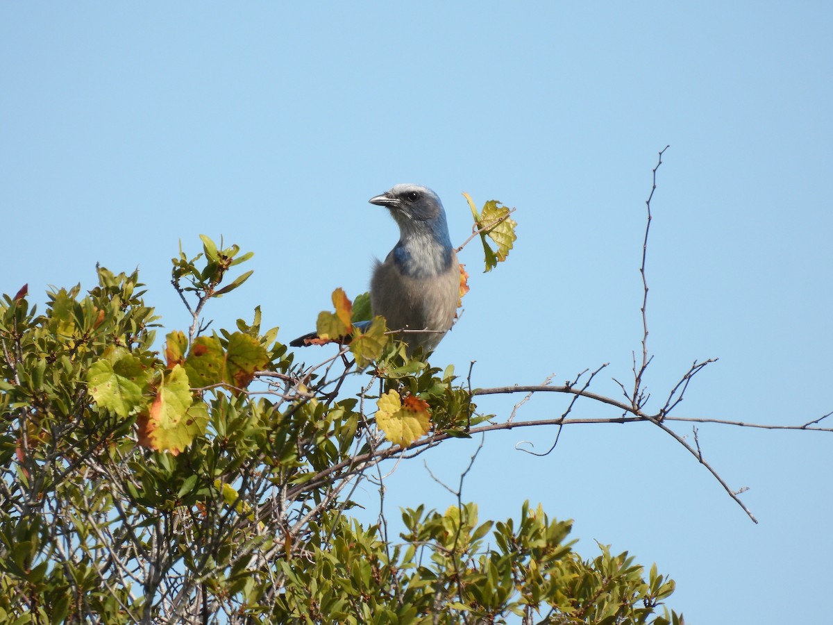 Florida Scrub-Jay - ML646996906