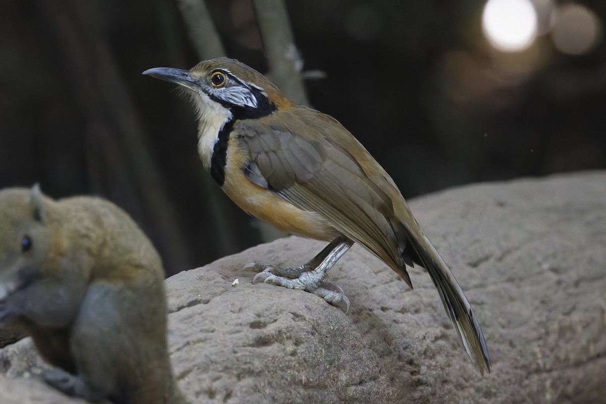 Greater Necklaced Laughingthrush - ML646996907