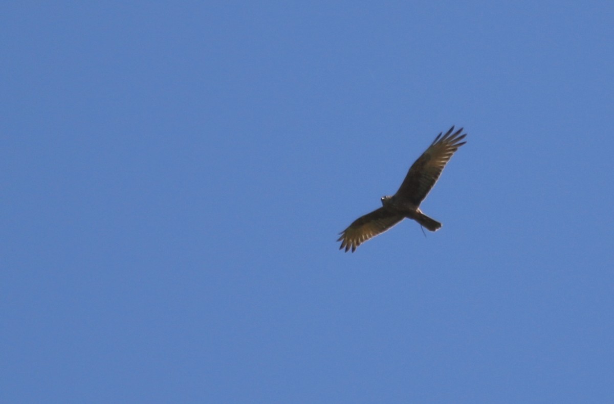 Bataklık Delicesi - ML646996908