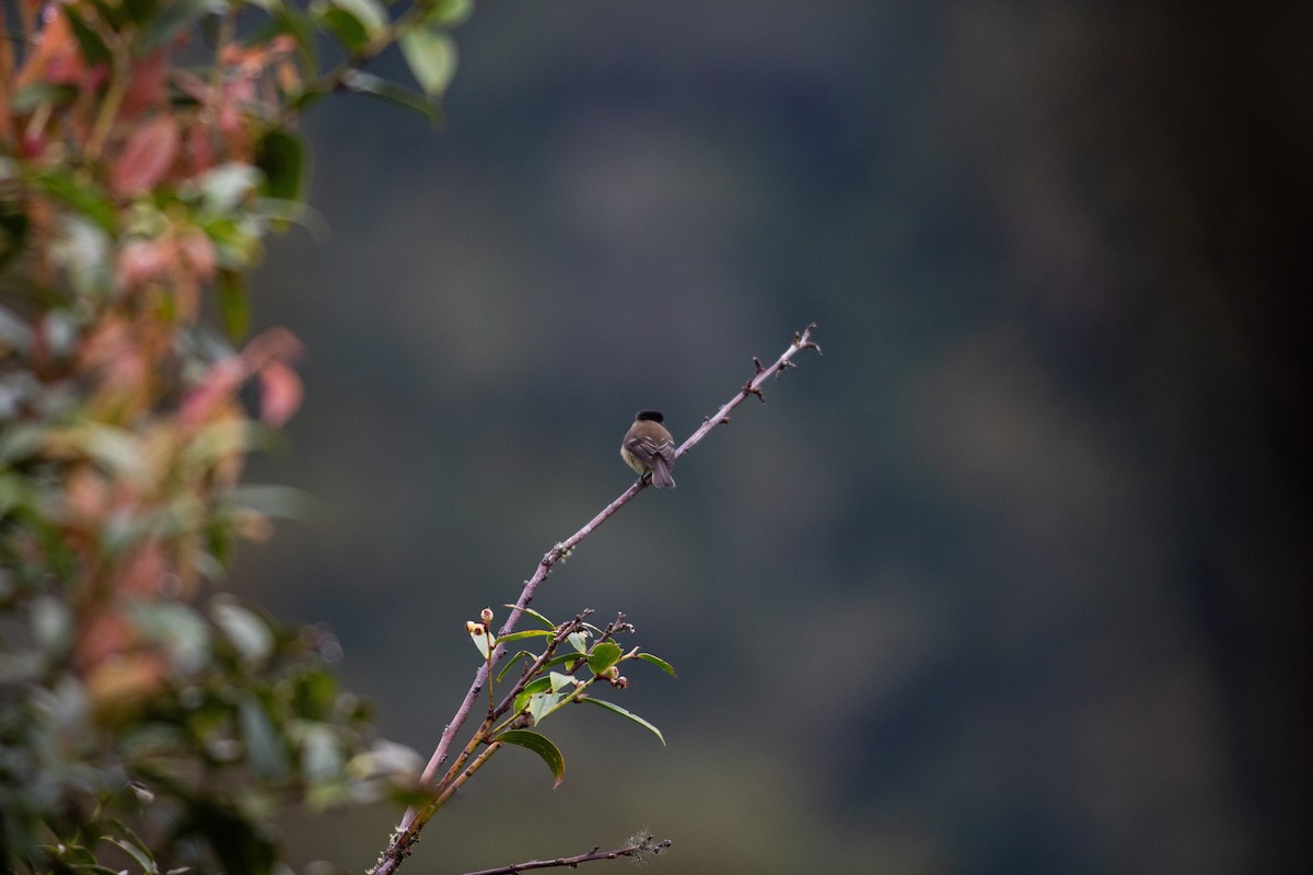 Black-capped Flycatcher - ML646996913
