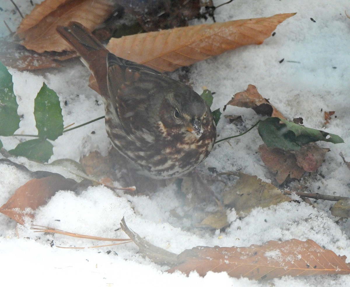 ゴマフスズメ - ML646996914