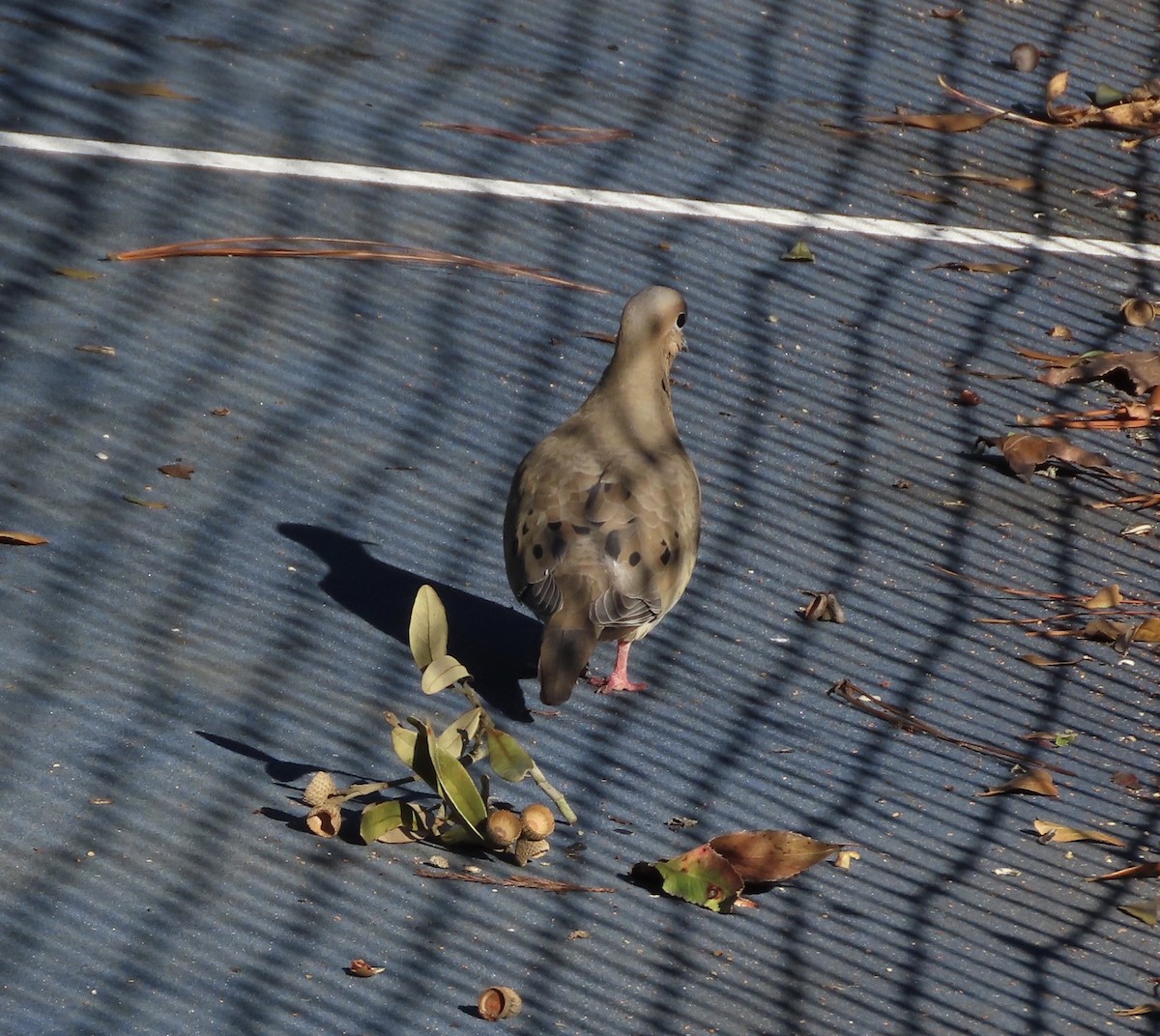 Зенаїда північна - ML646996918