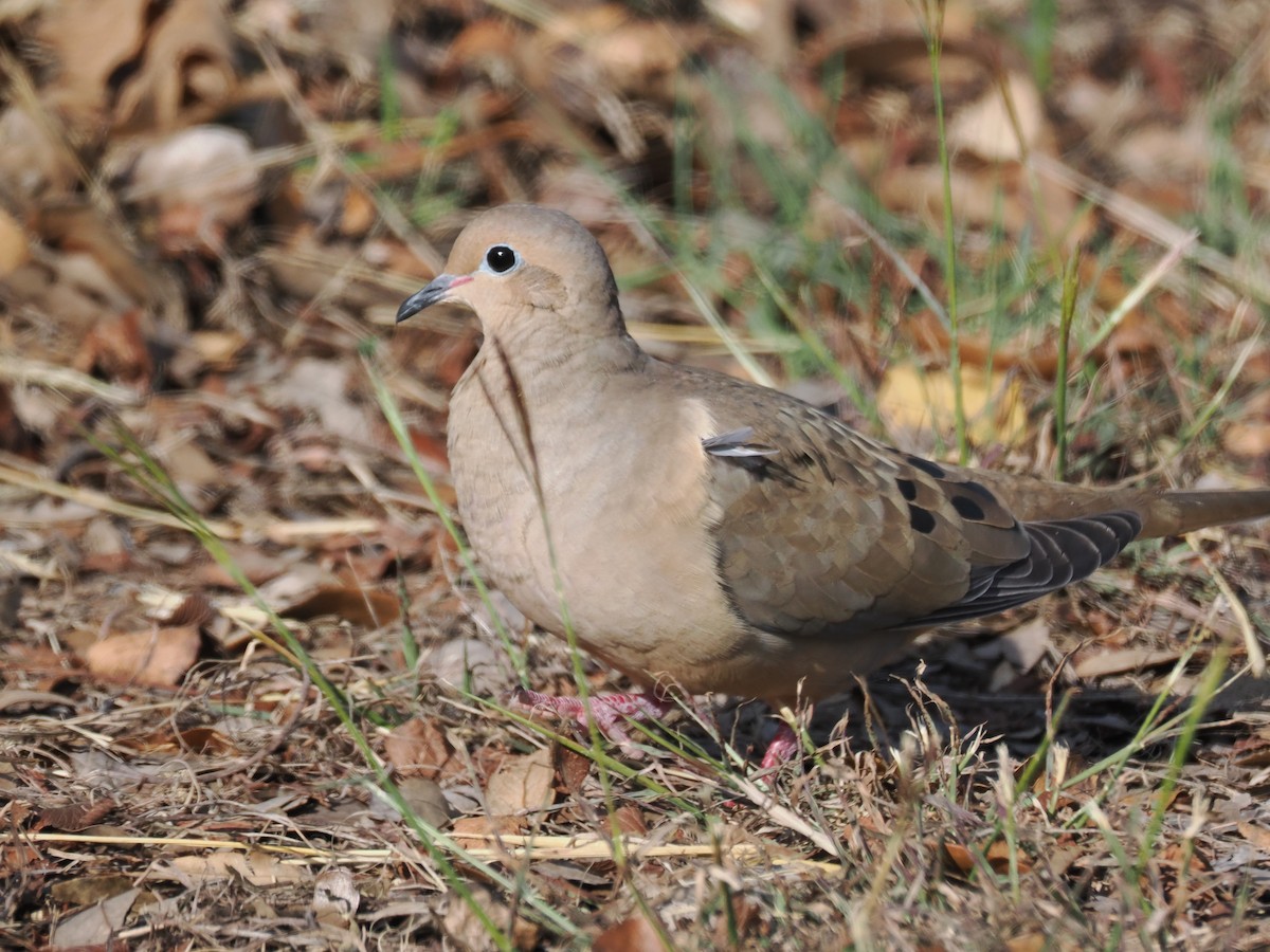 sørgedue - ML646996919