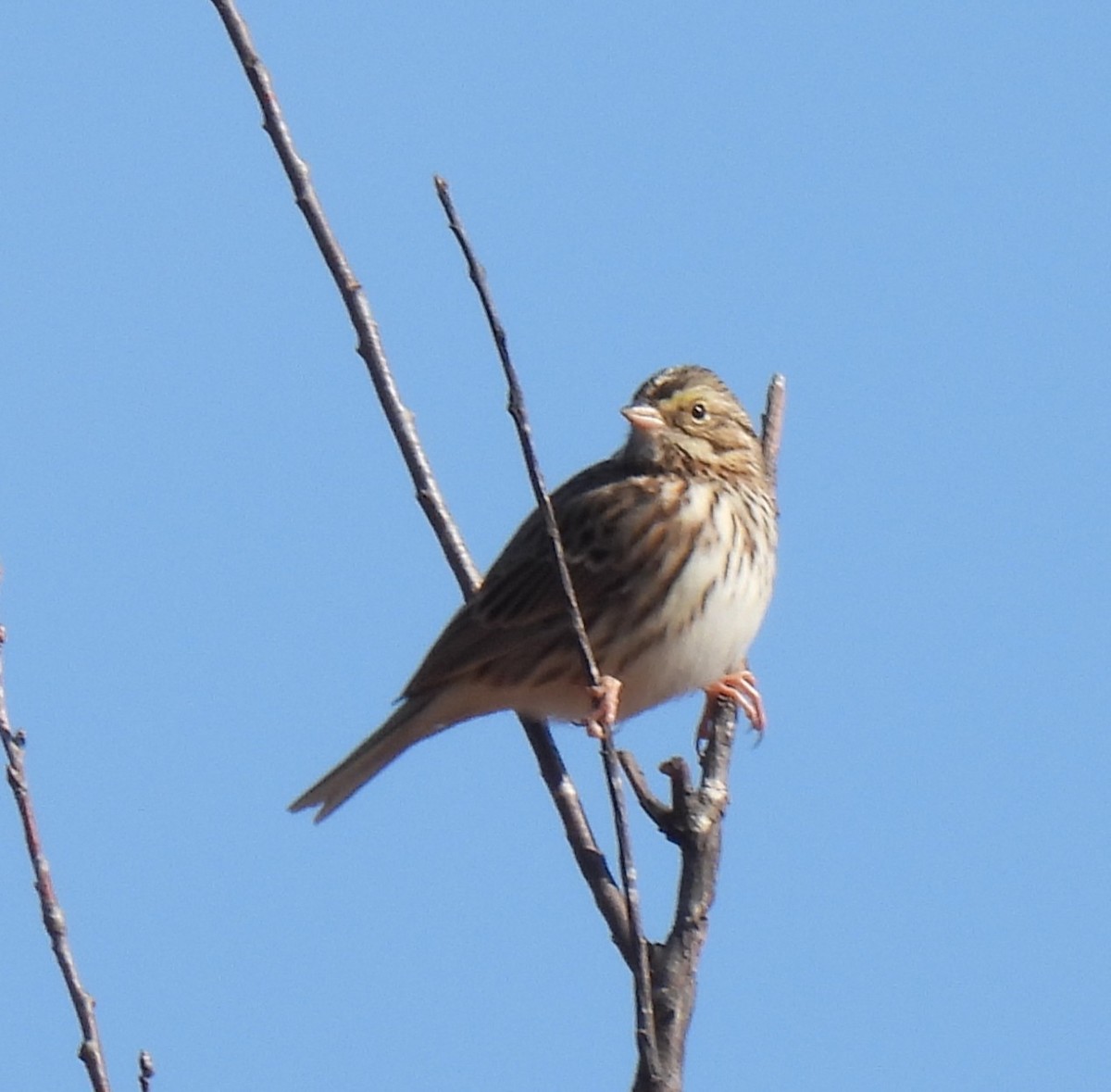 Savannah Sparrow - ML646996930