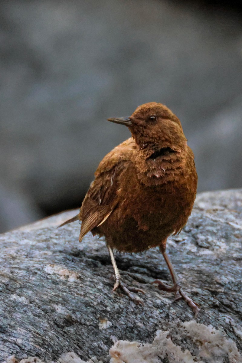 河烏 - ML646996933