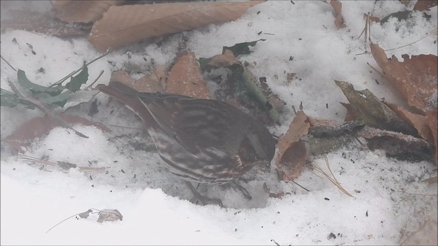 ゴマフスズメ - ML646996935