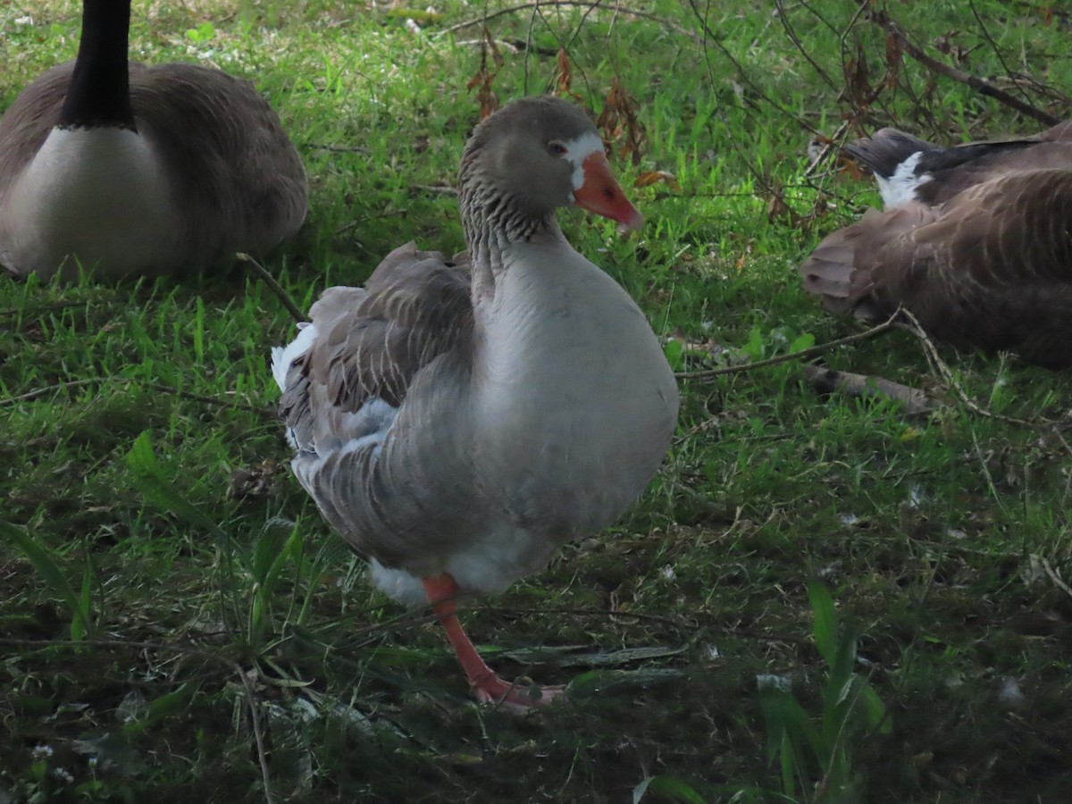 ハイイロガン（家畜） - ML646996937