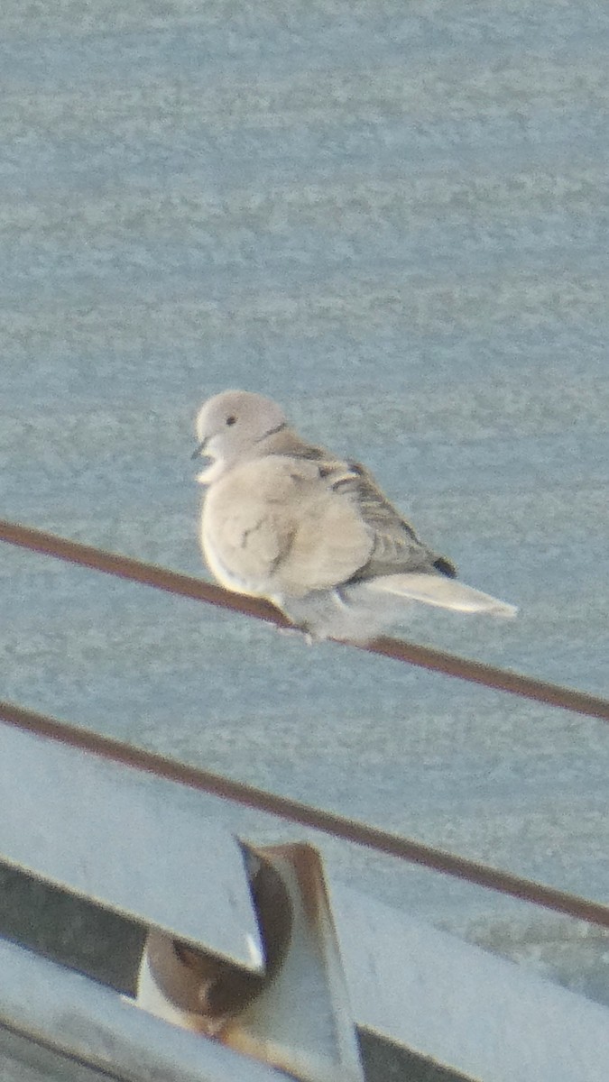 Eurasian Collared-Dove - ML646996939