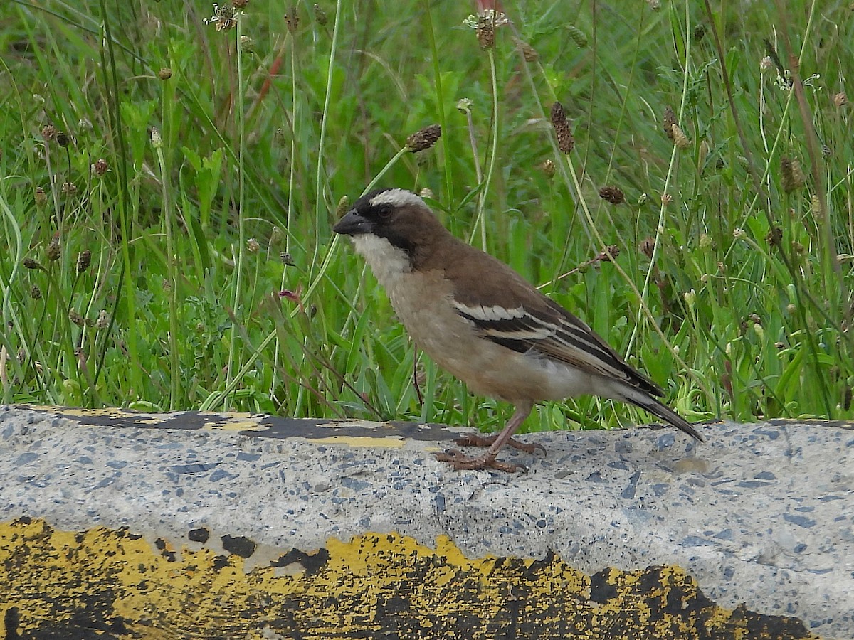 Магалі білобровий - ML646996945