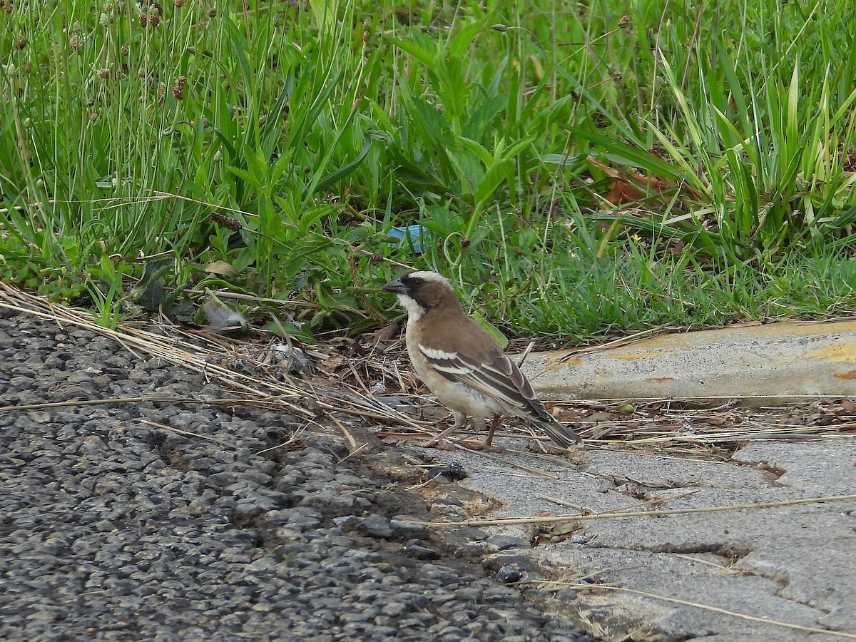Магалі білобровий - ML646996946
