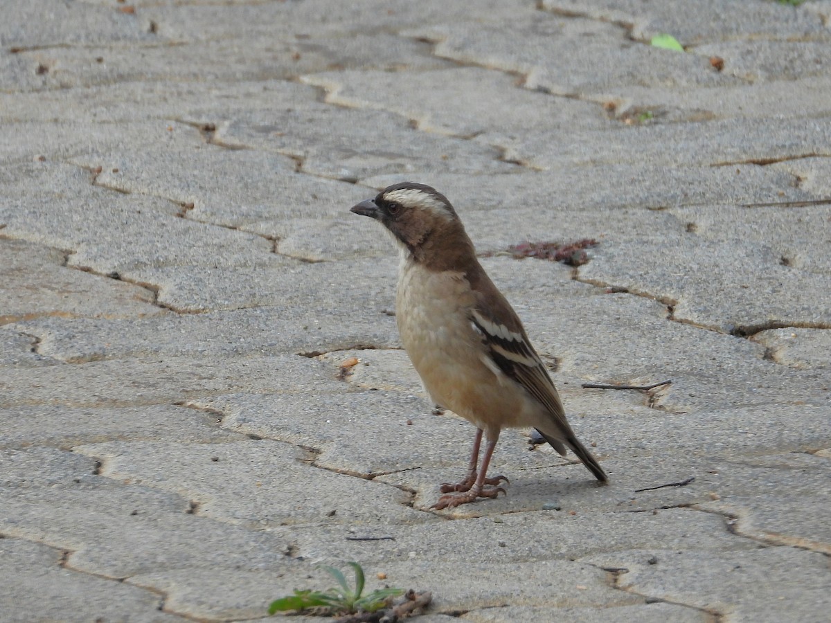 Магалі білобровий - ML646996947