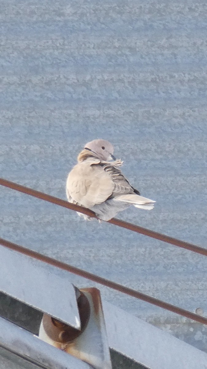 Eurasian Collared-Dove - ML646996951