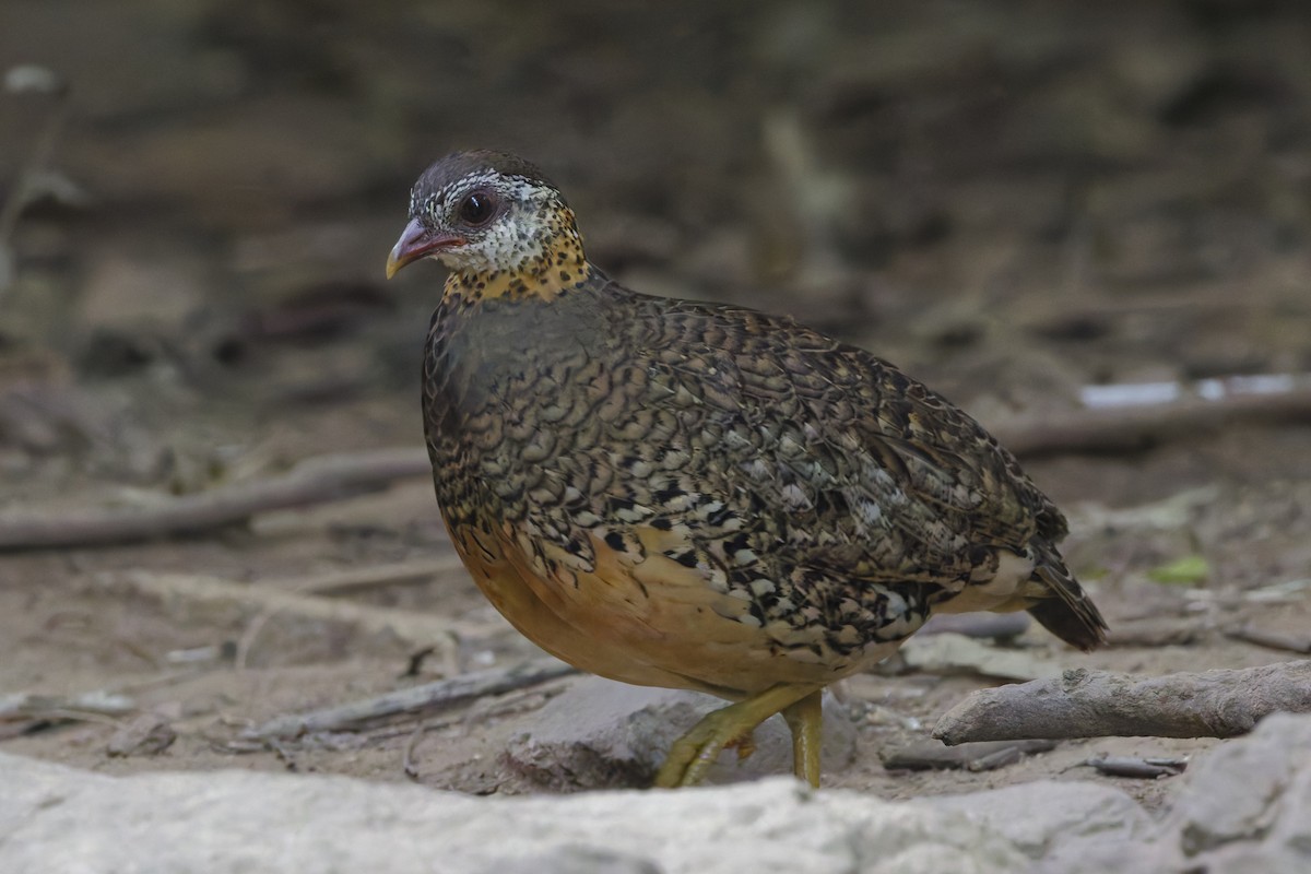 Scaly-breasted Partridge - ML646996953