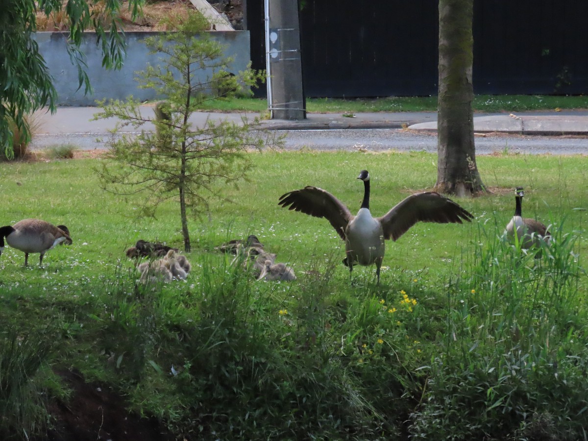 カナダガン - ML646996954