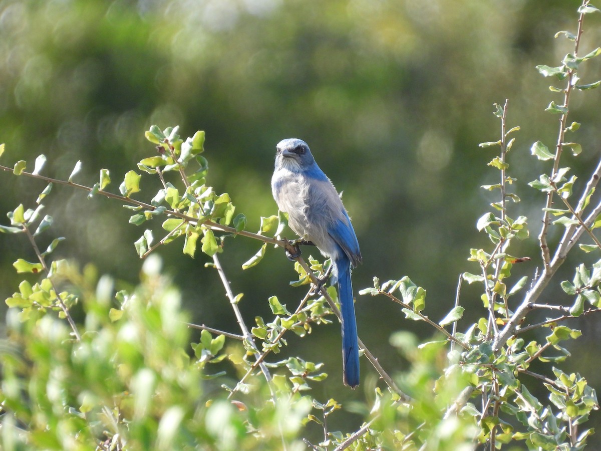 Florida Scrub-Jay - ML646996955
