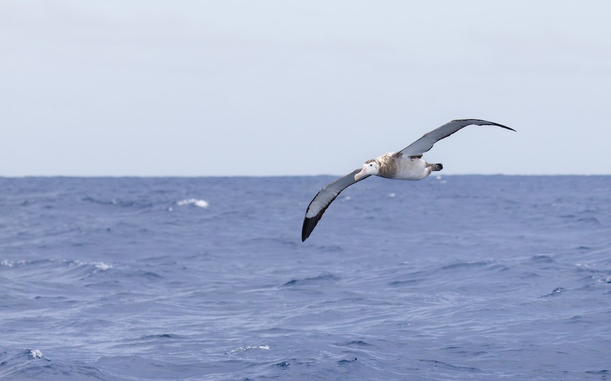 Antipodean Albatross (Gibson's) - ML646996957