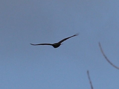 kalkunkondor - ML646996961