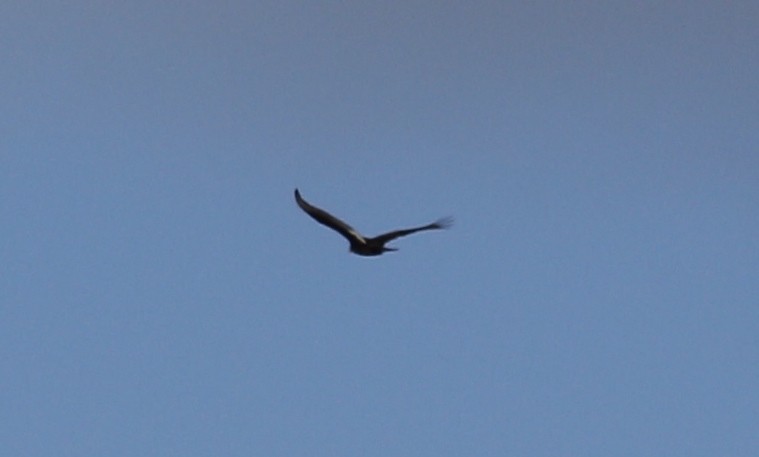 kalkunkondor - ML646996962