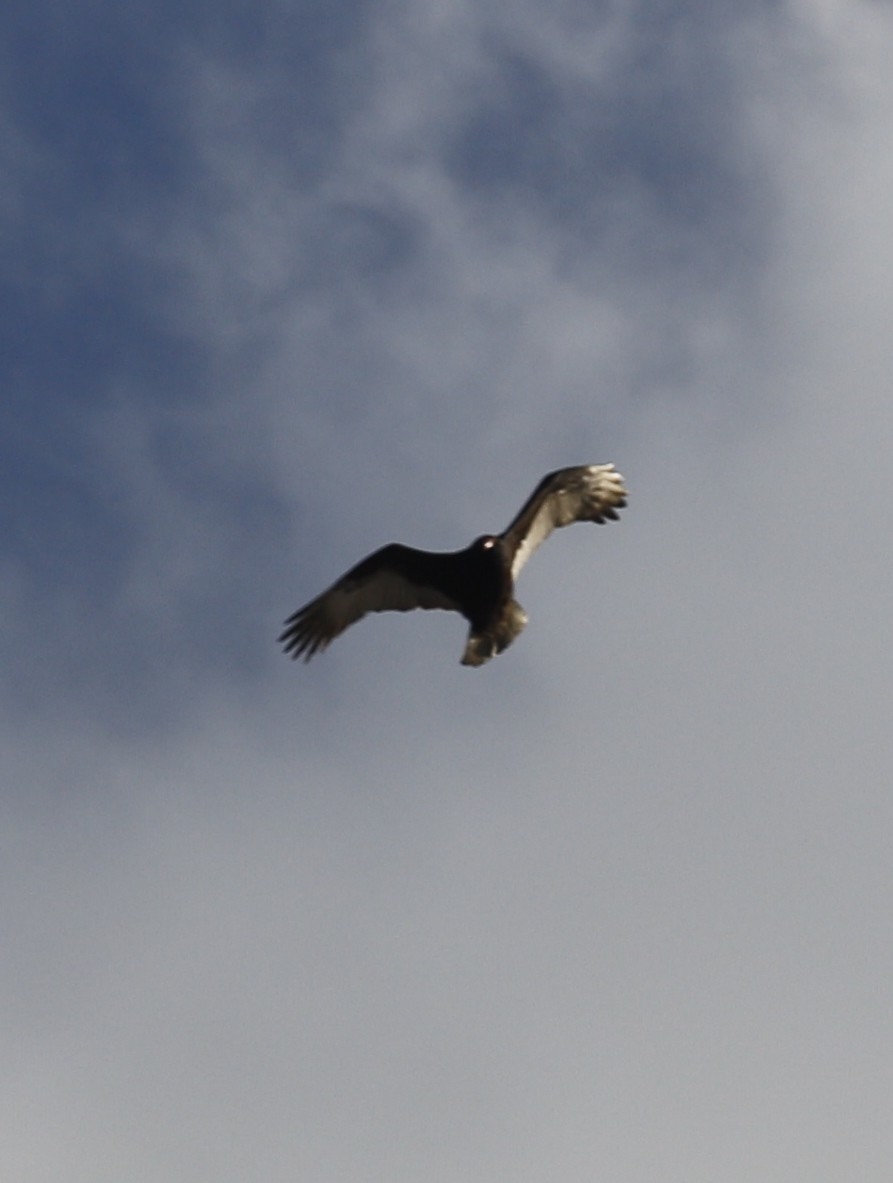 kalkunkondor - ML646996963