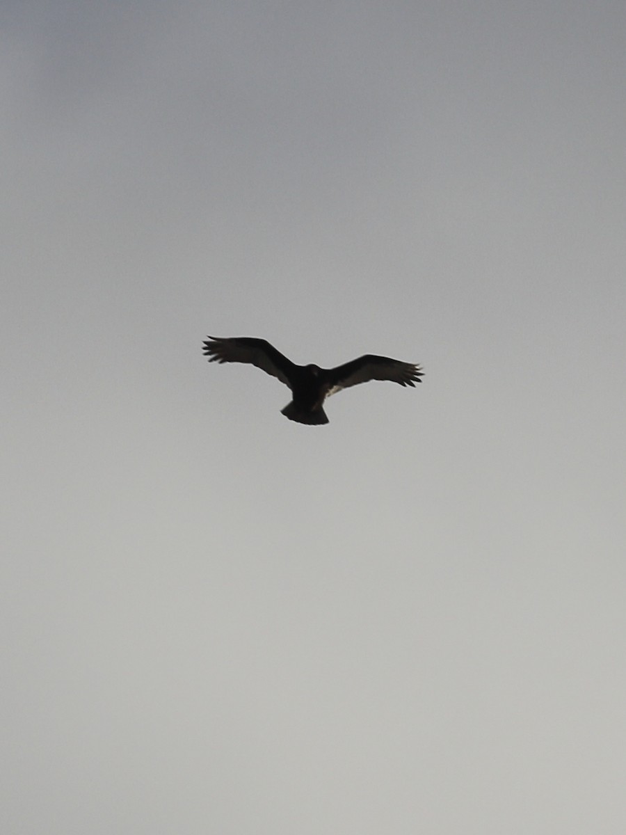 kalkunkondor - ML646996964