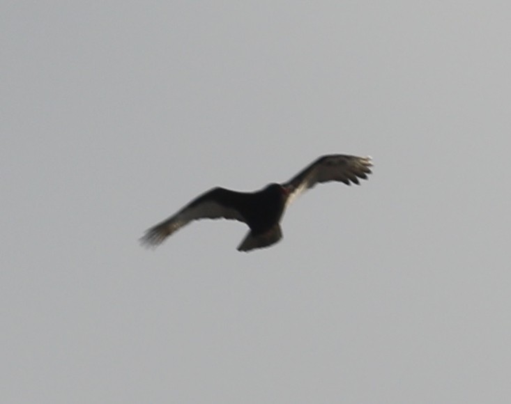 kalkunkondor - ML646996965