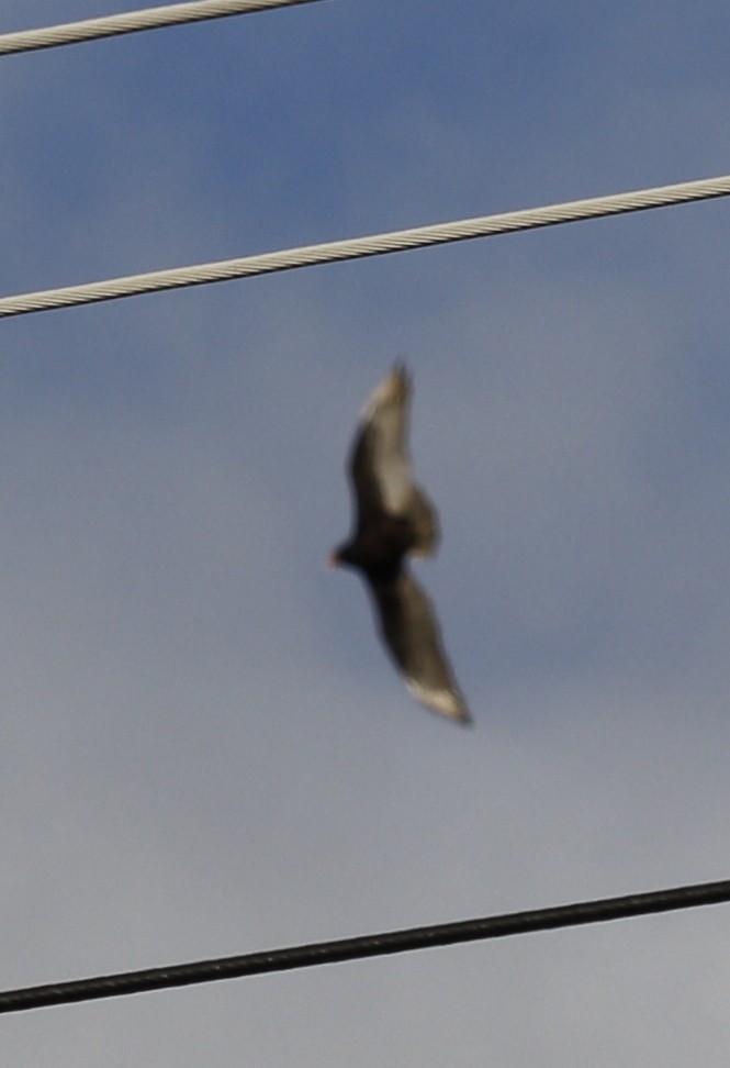 kalkunkondor - ML646996966