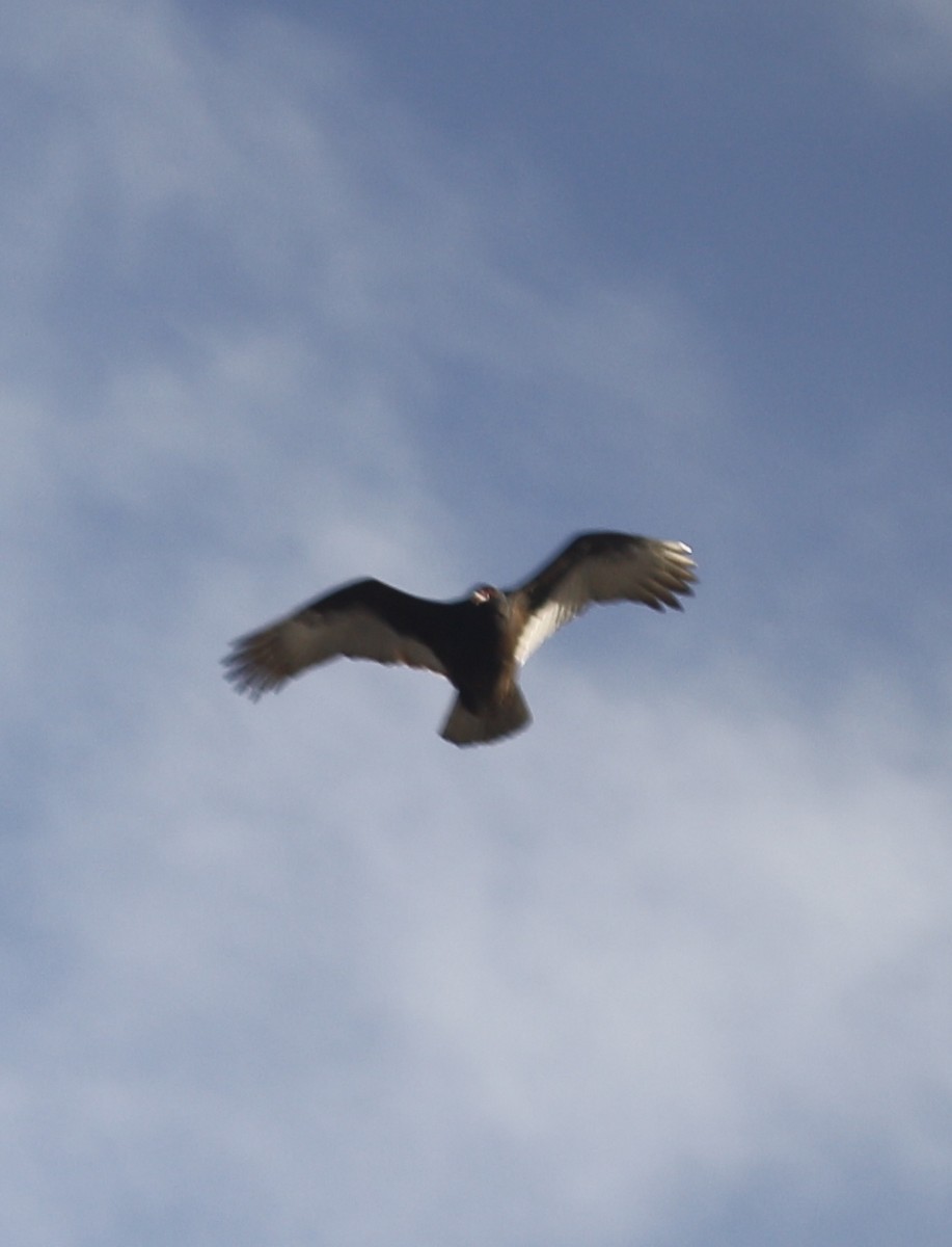 kalkunkondor - ML646996967