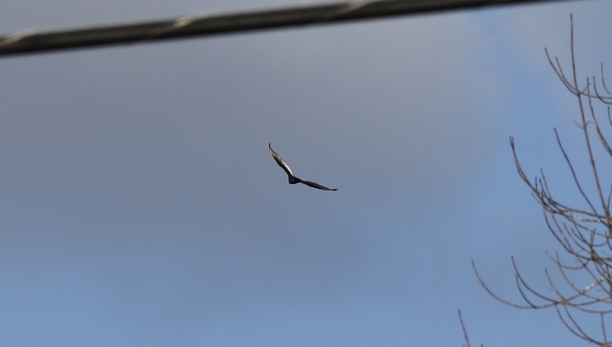 kalkunkondor - ML646996968