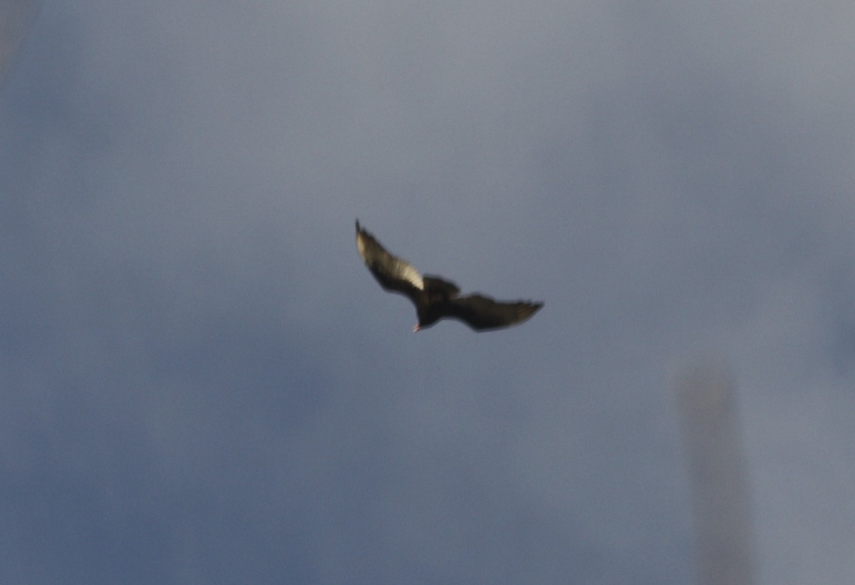 kalkunkondor - ML646996969