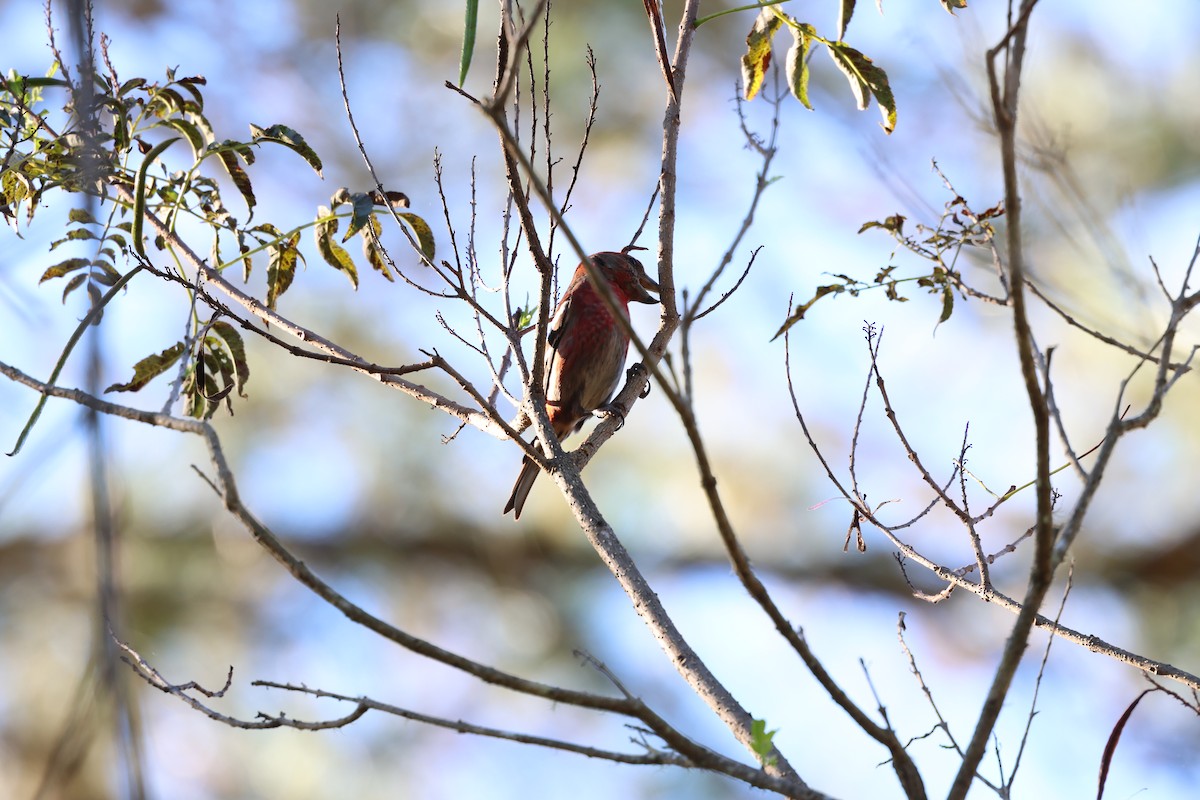 Piquituerto de la Española - ML646996975