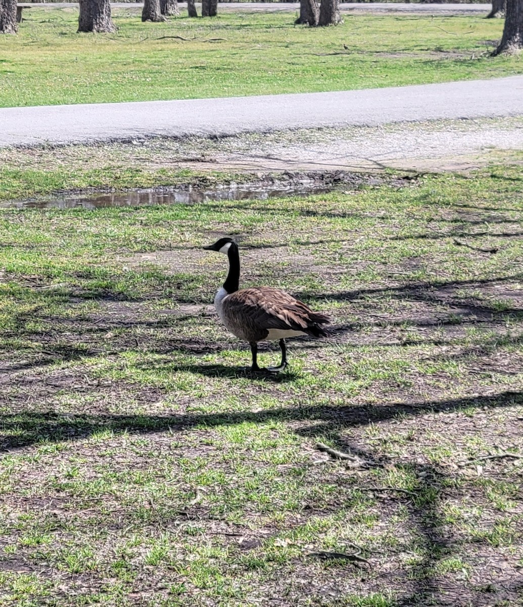 Barnacla Canadiense Grande - ML646996978