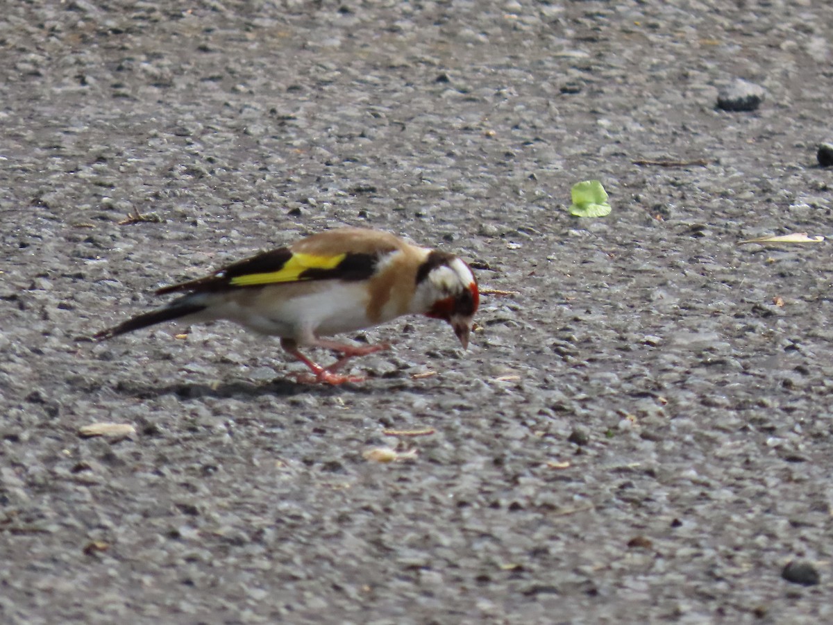 ゴシキヒワ - ML646996979