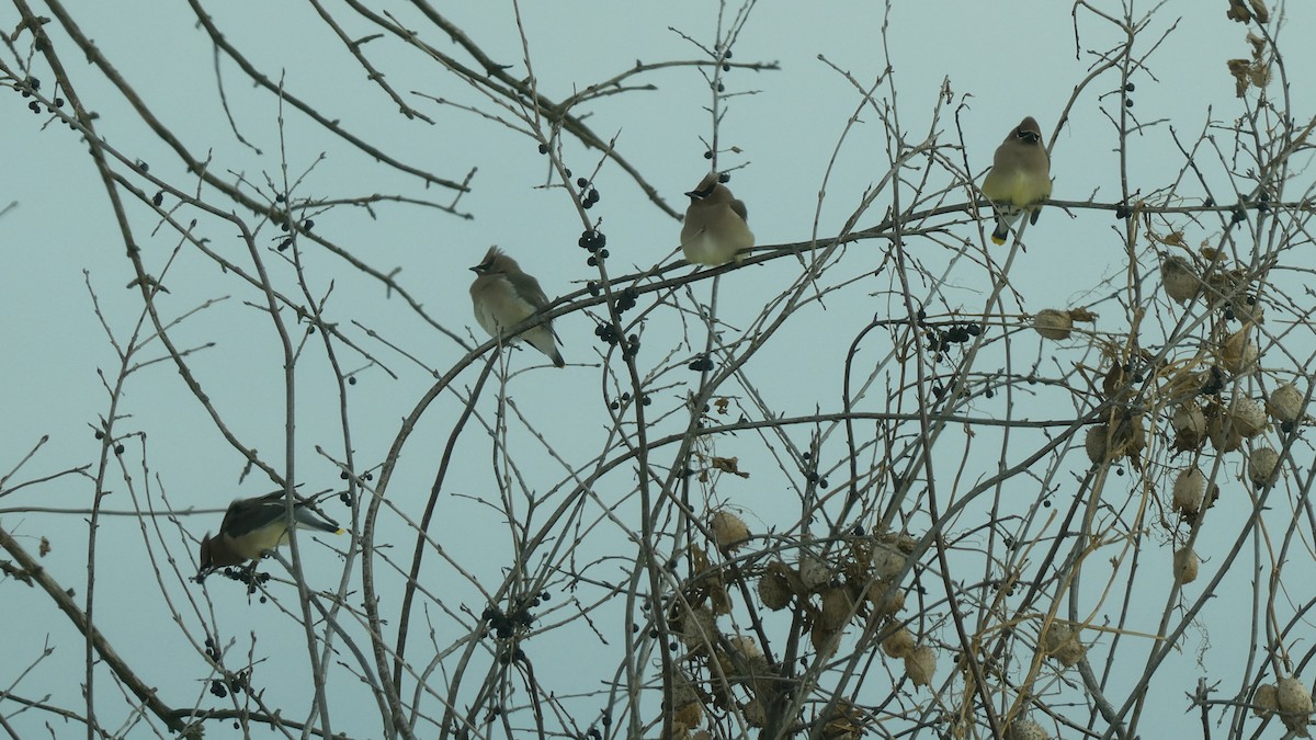 ヒメレンジャク - ML646996980