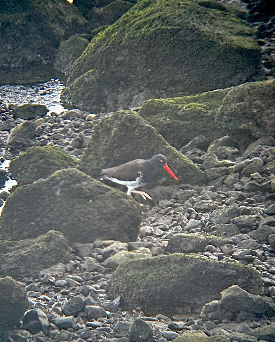 American x Black Oystercatcher (hybrid) - ML646996989