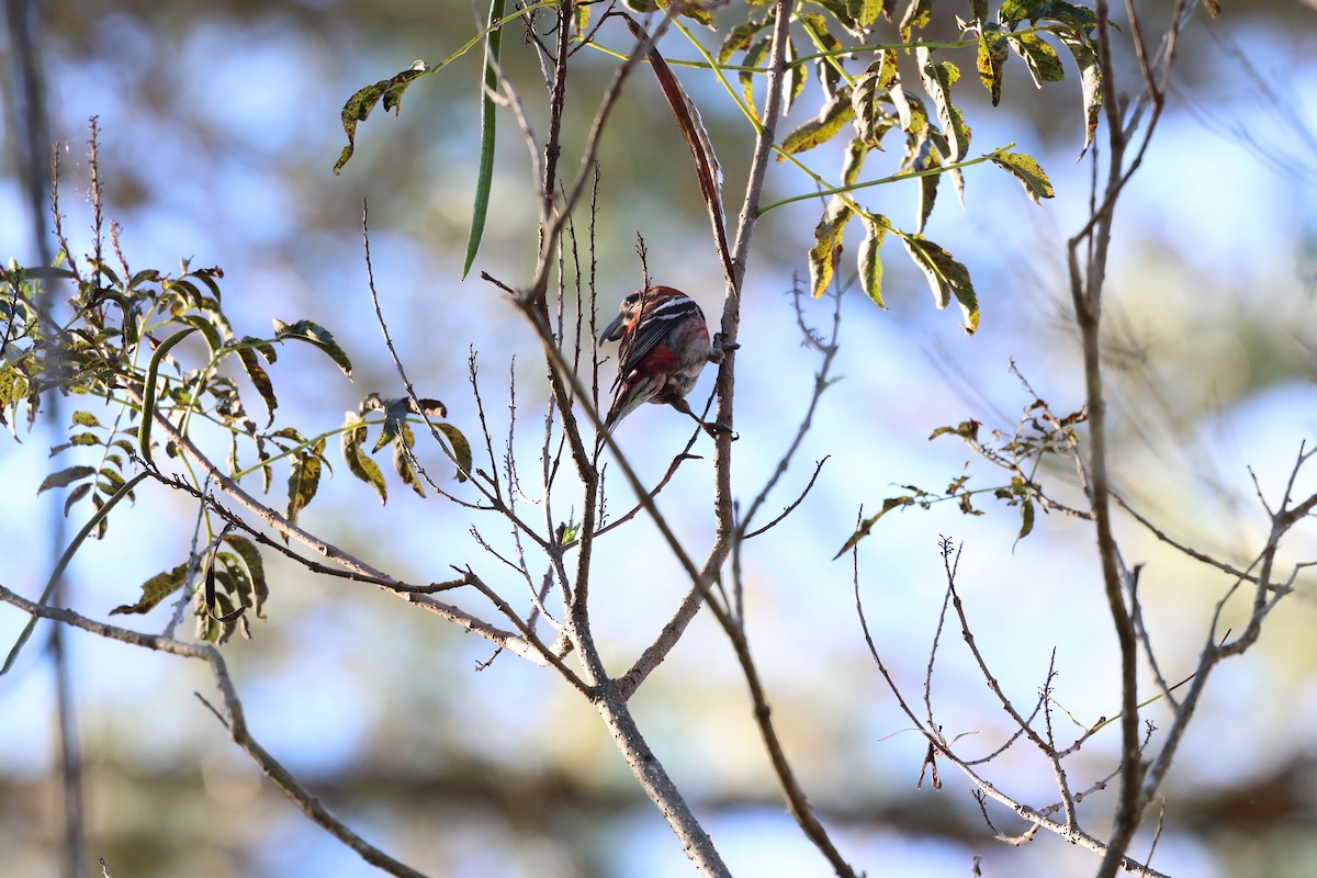 Piquituerto de la Española - ML646996994