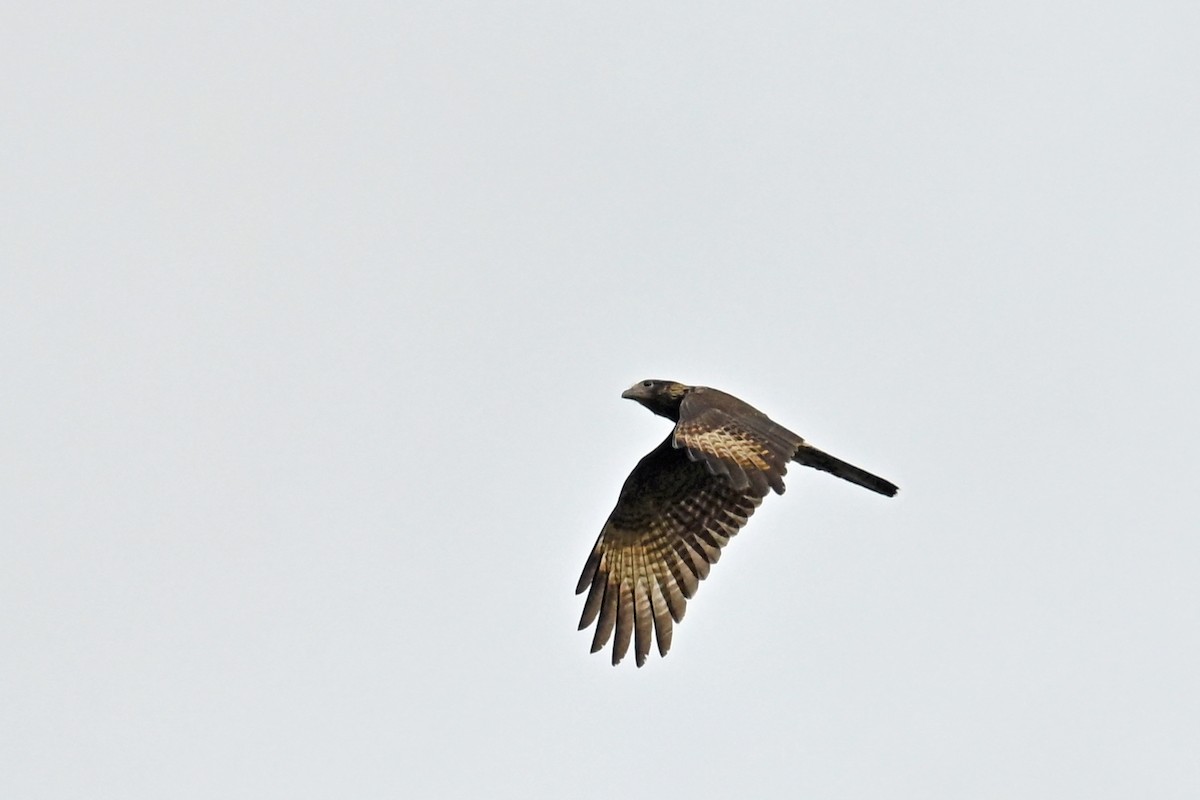Caracara Chimachima - ML646996997
