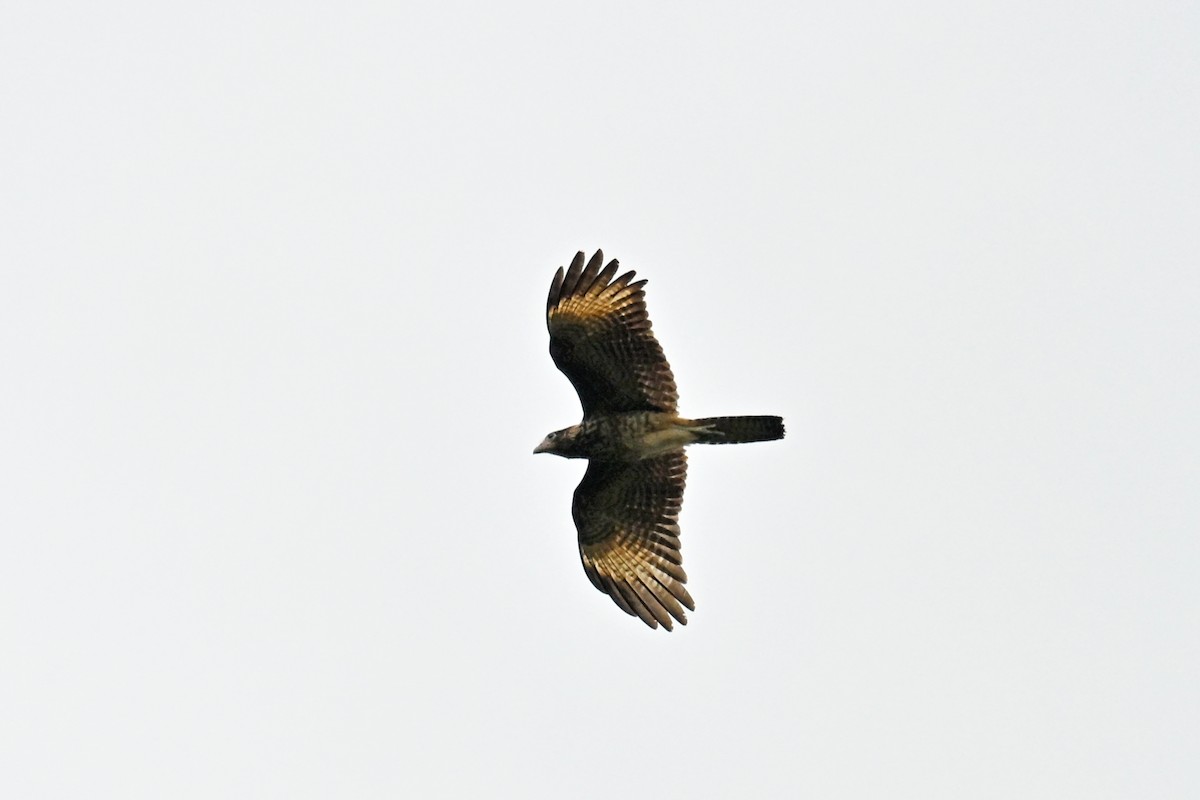 Caracara Chimachima - ML646996999