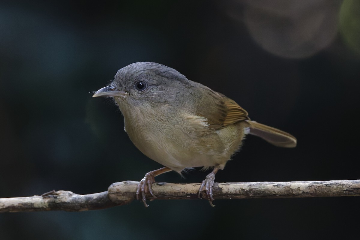 Brown-cheeked Fulvetta - ML646997003