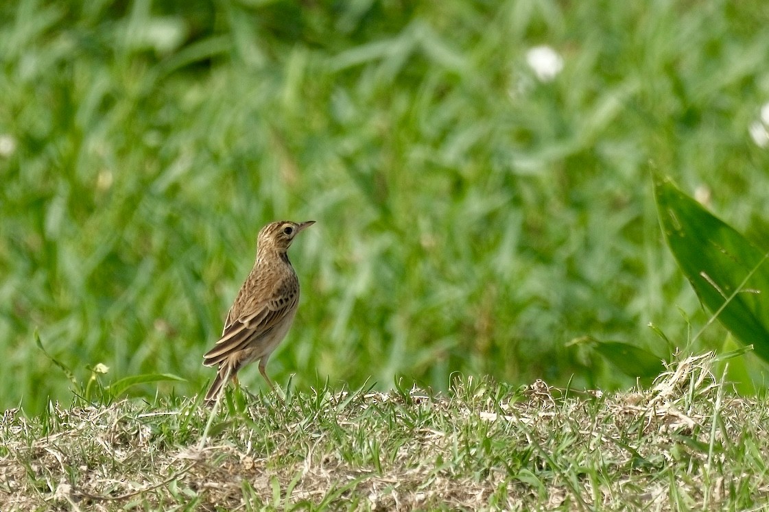 マミジロタヒバリ - ML646997026