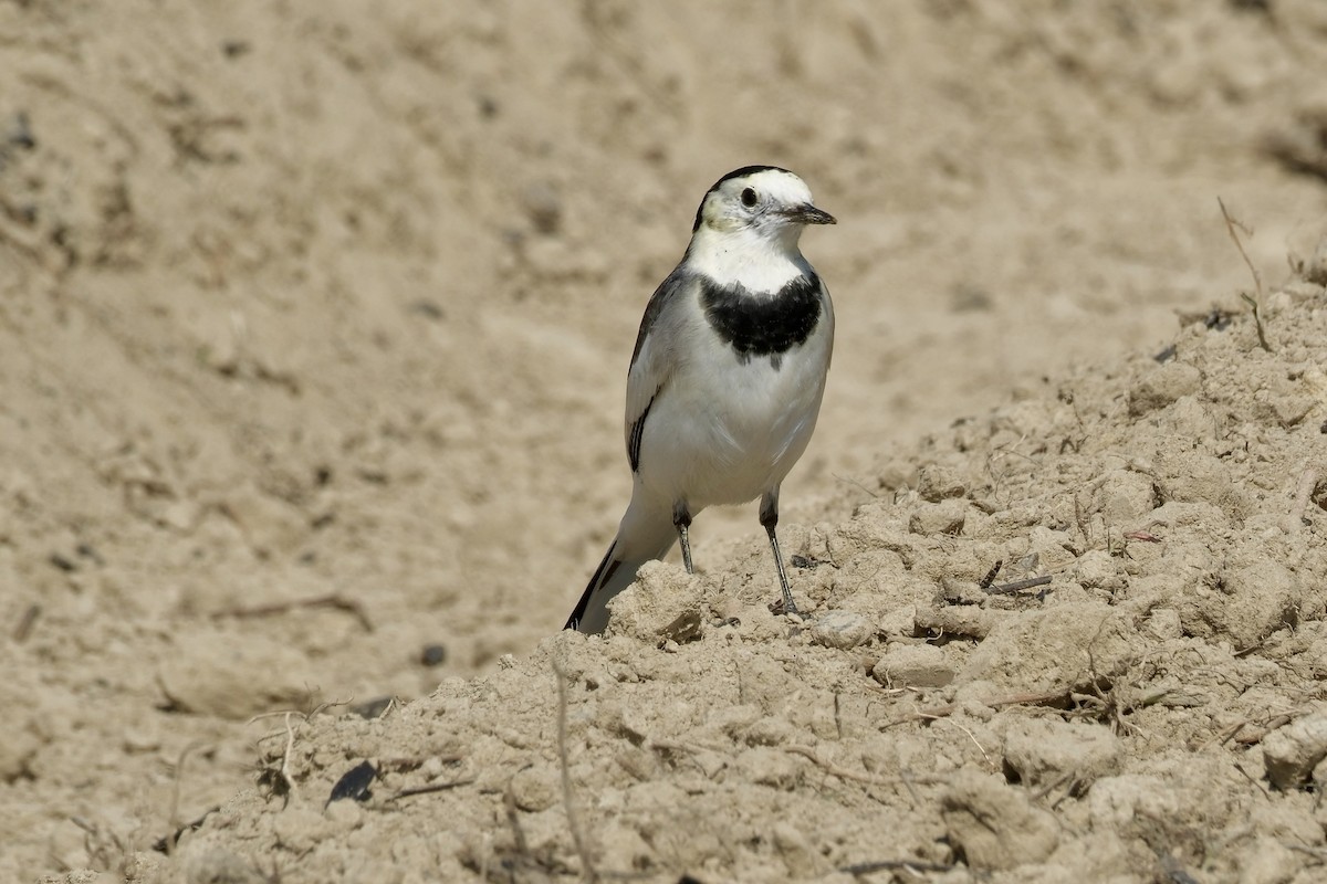 ハクセキレイ - ML646997027