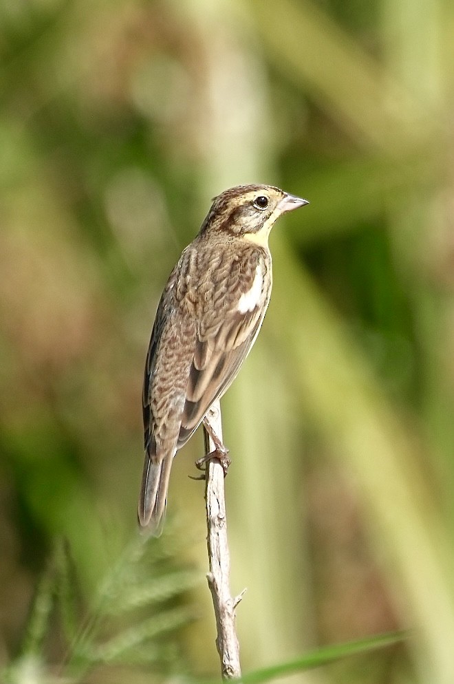 シマアオジ - ML646997028