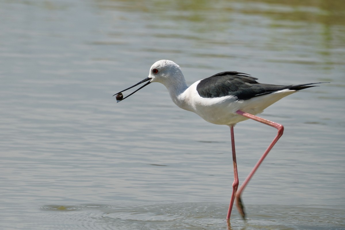 セイタカシギ - ML646997029