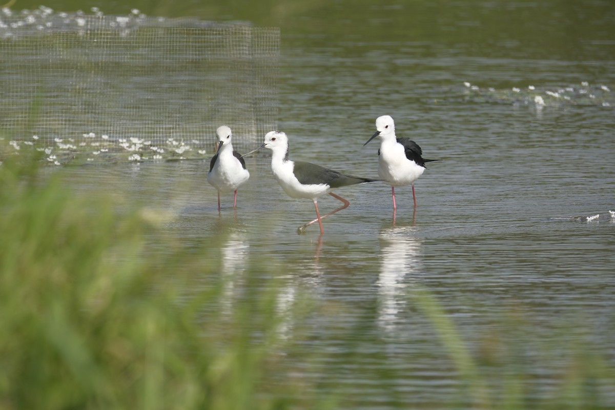 セイタカシギ - ML646997030